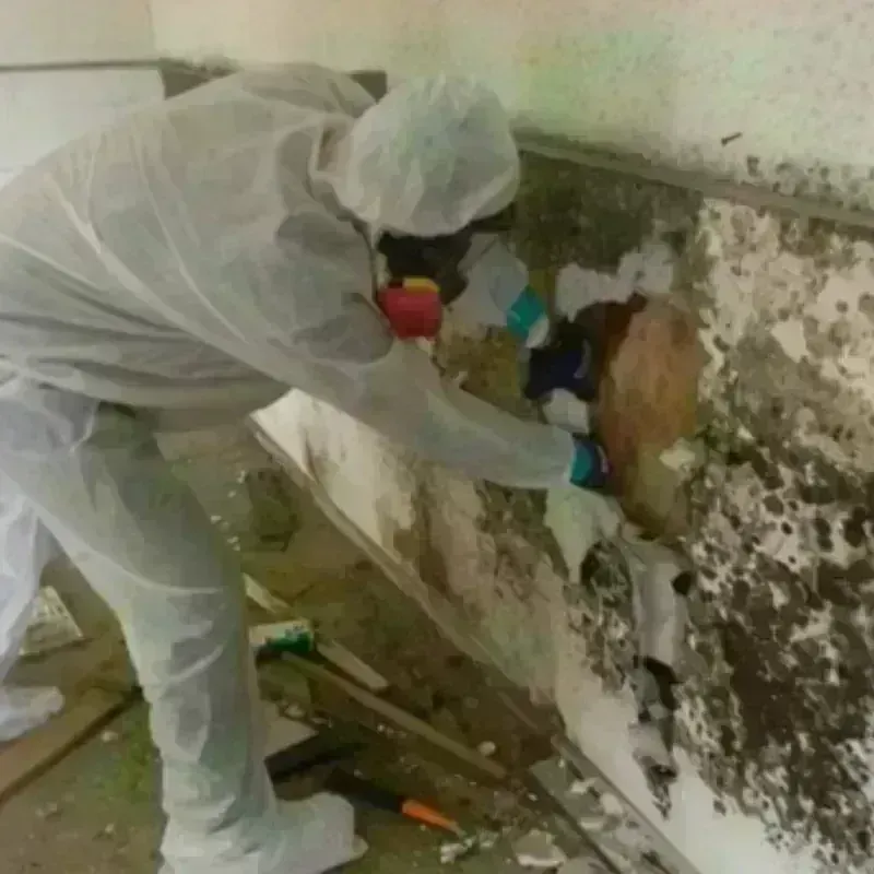 Mold Remediation and Removal in Sonora, TX